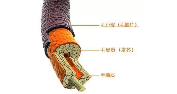 张嘉倪推荐护发好物,张嘉倪护发心得体会