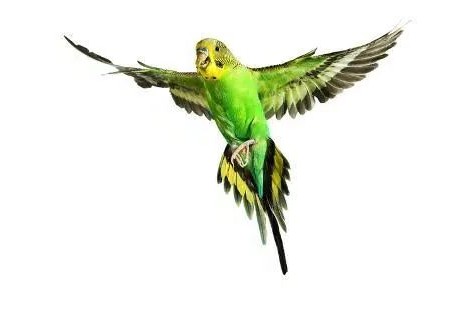 虎皮鹦鹉会说话吗,虎皮鹦鹉的饲养方法视频播放