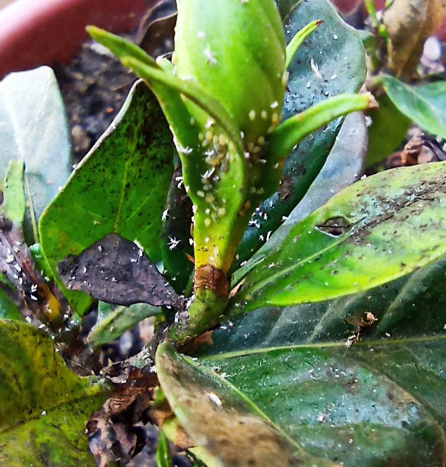 花卉治蚜虫喷什么药好用一点 (花卉上的蚜虫能直接喷杀虫剂吗)