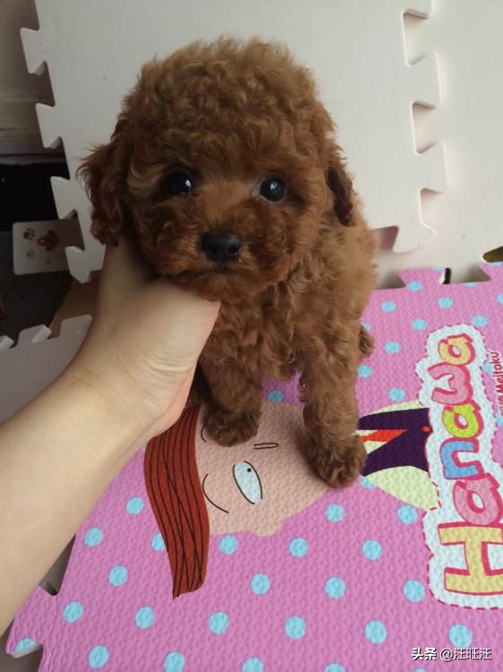 判断泰迪智商测试,如何判断泰迪聪明程度