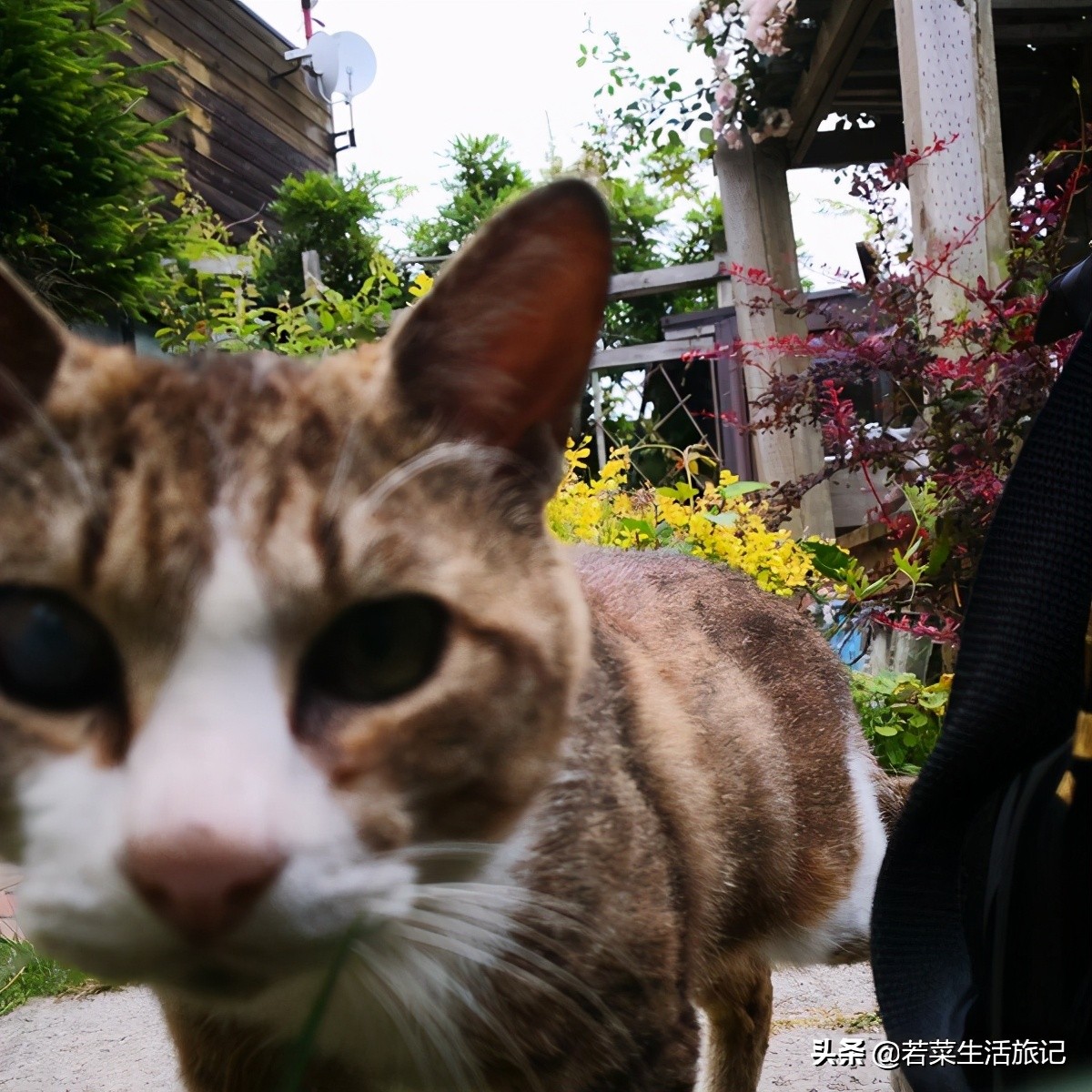猫奴们都想去的圣地日本的猫岛,日本猫岛猫咪