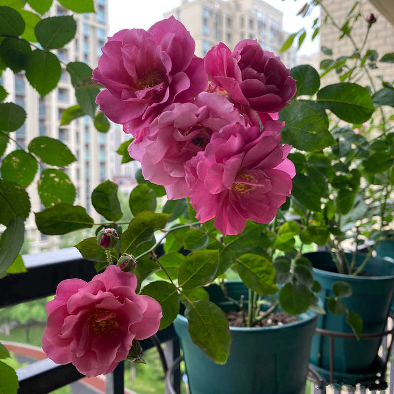 月季开花机器哪种最好养,月季中的开花机器有哪些