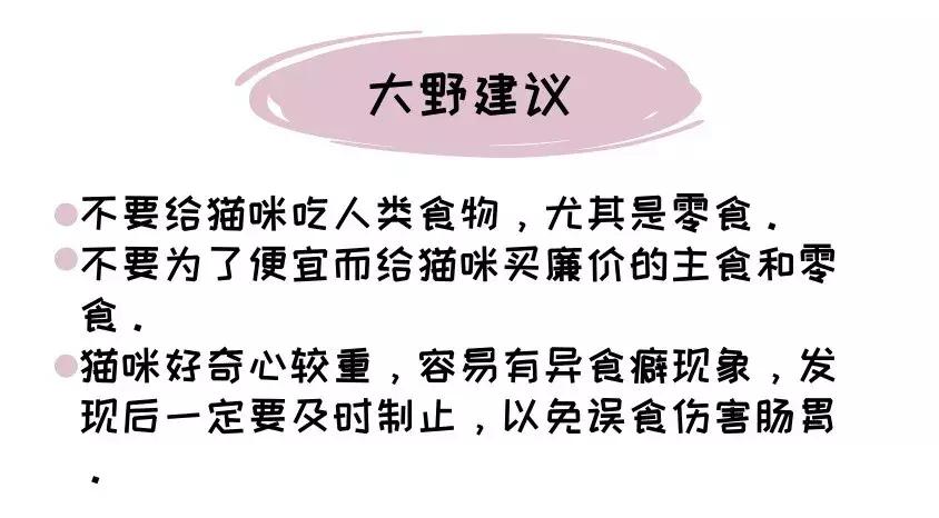 如何给猫选猫粮,易上火的猫应选择什么样的猫粮