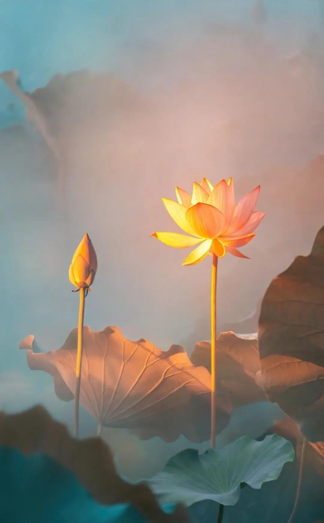 树洞心灵,心灵树洞我的心声