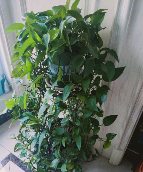 绿萝要怎么养才不会死掉,绿萝怎么养它才不会死