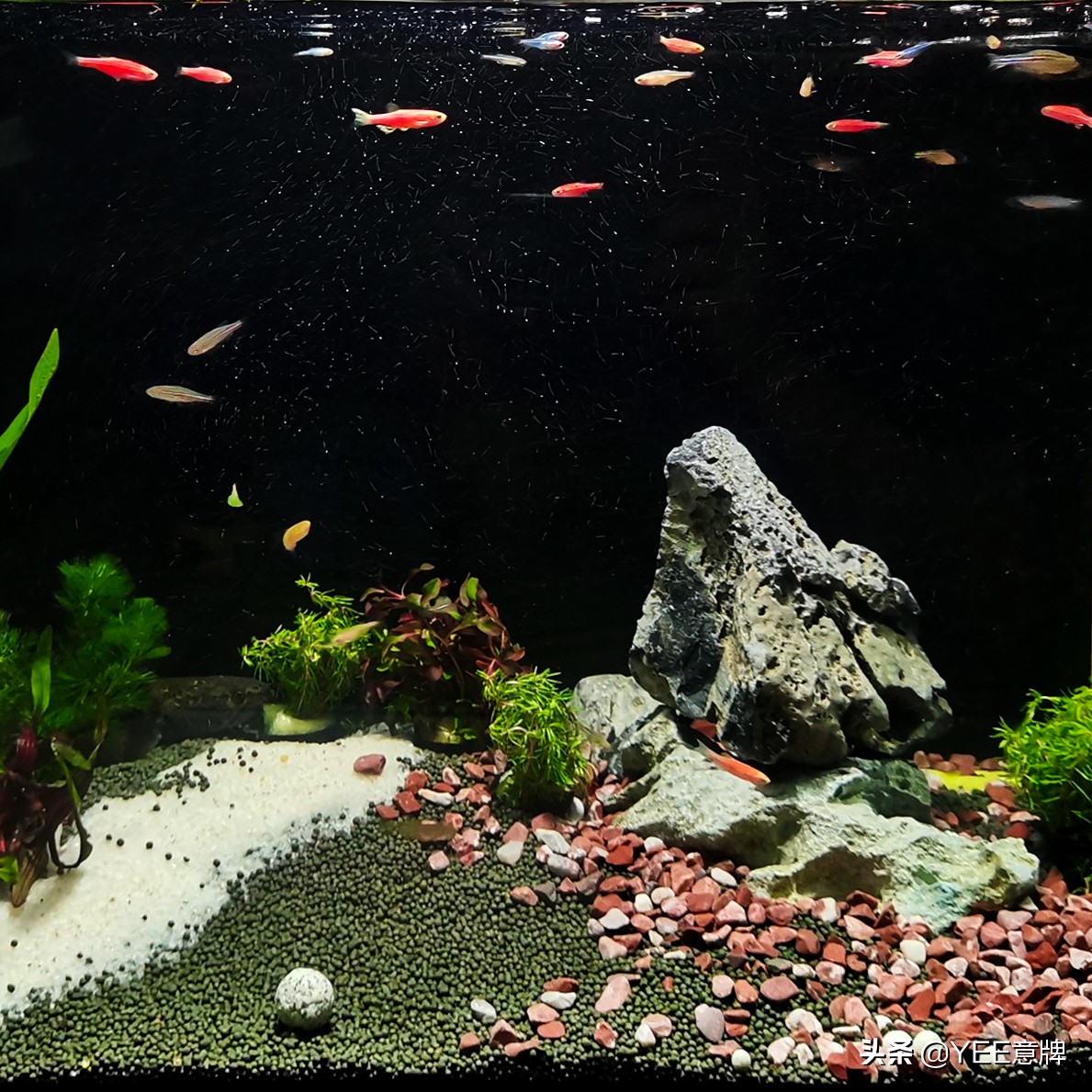 鱼眼睛内白膜怎么治,鱼眼上有层白膜是什么病怎么治