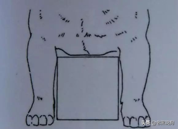 蓝法斗长大后毛色变化,国际认可纯种法斗毛色