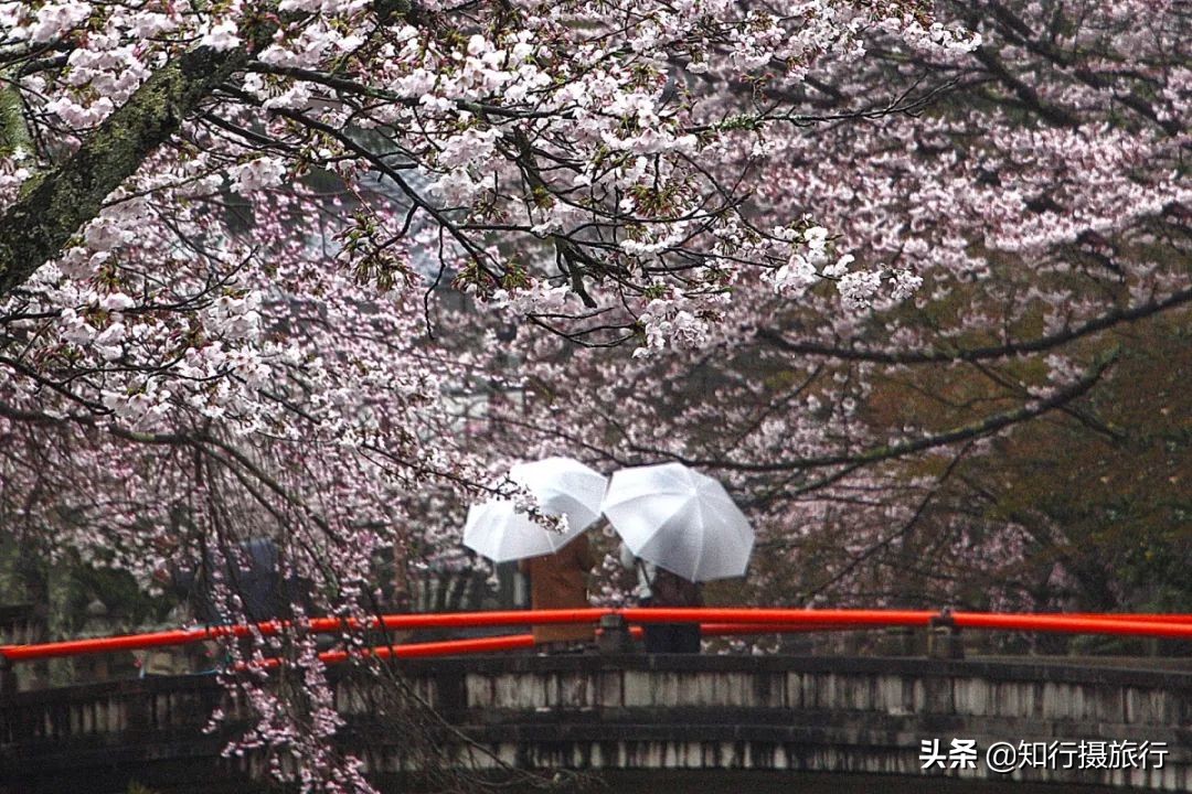 日本樱花季是八月几号,2020年日本樱花花期表
