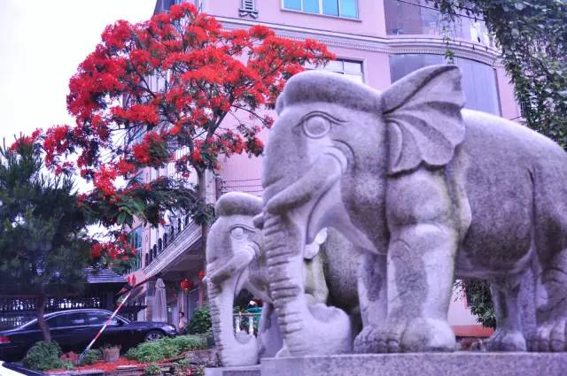 毕业季的凤凰花和栀子花,毕业季凤凰花开的时候