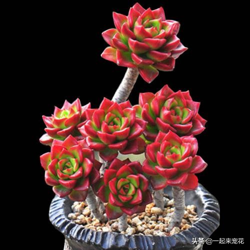 火焰蒂亚多肉徒长了如何修剪视频,火焰蒂亚徒长细长弯曲怎么处理