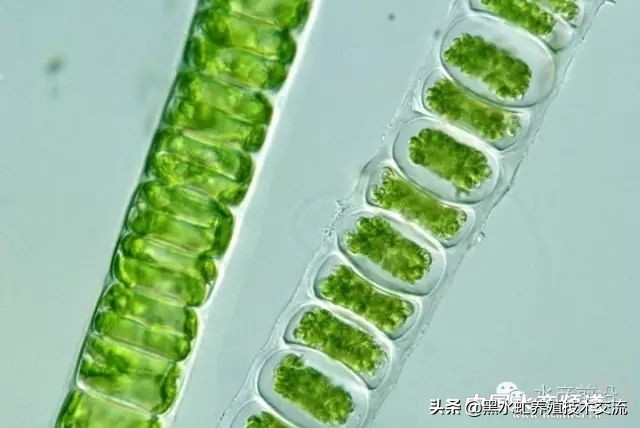 水产藻类大全图片,水产藻类知识大全