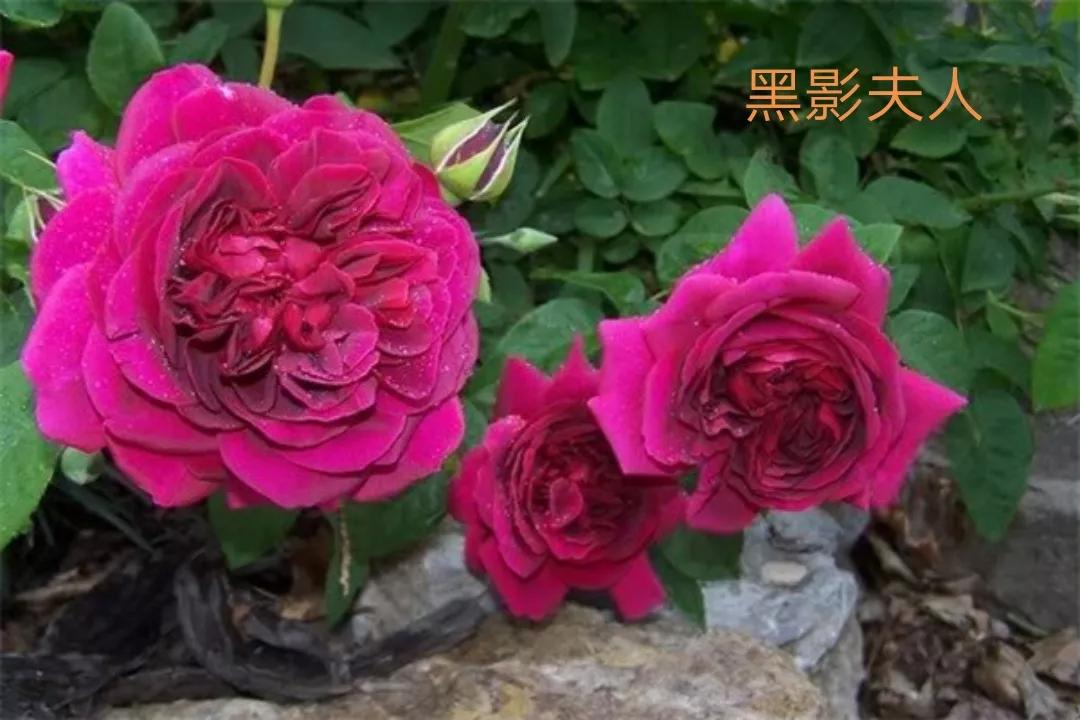 切花火焰月季的优缺点,常见切花月季一览