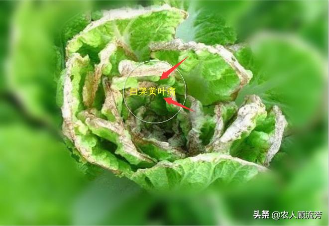 白菜种叶发黄的治疗方法,白菜枯死怎么治