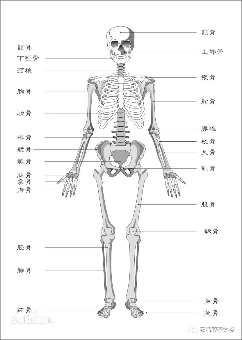 开胯和松胯的特殊方法,髋关节,骶骨,尾骨,腰关节的详细介绍