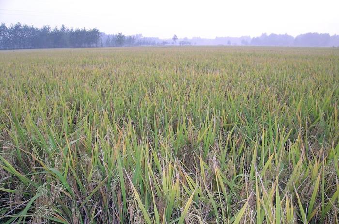 水稻蛀心虫特效药,水稻食心虫防治最佳时间