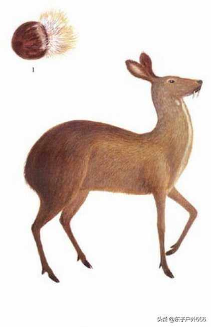 麝香钓鱼怎么搭配,冬季钓鲫鱼麝香好还是果香好