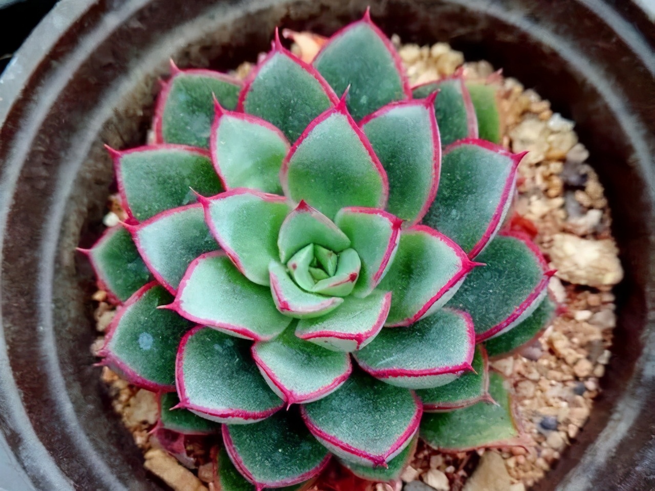 推荐几个玫瑰形的多肉植物,最像玫瑰花的8款多肉