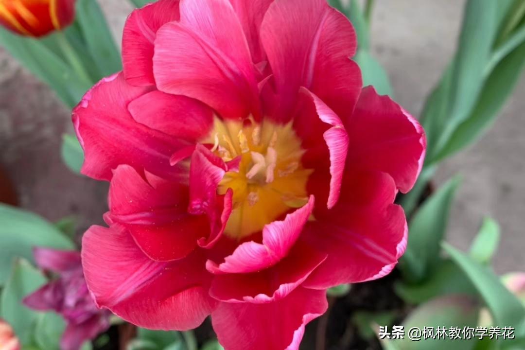 这四款花卉最好养,这4种花冬天也能扦插活