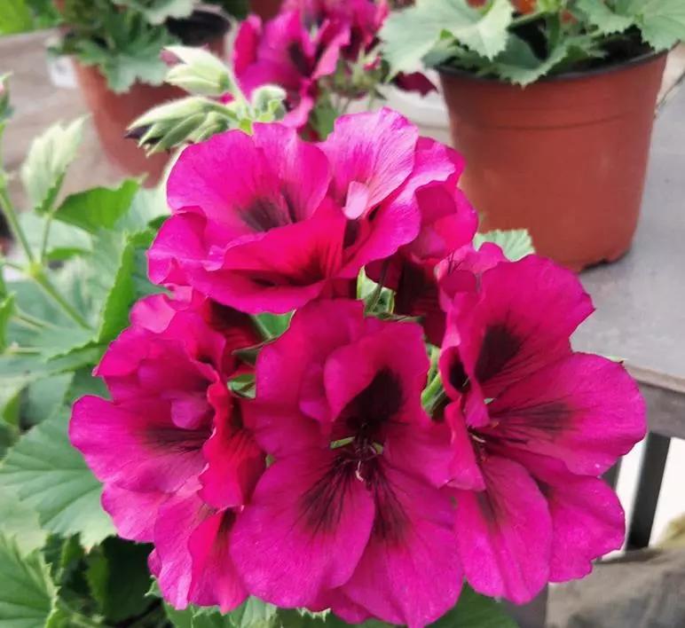 10种天竺葵,天竺葵100种图片大全