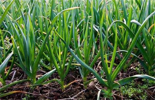 叶菜品类表,叶菜类一览表