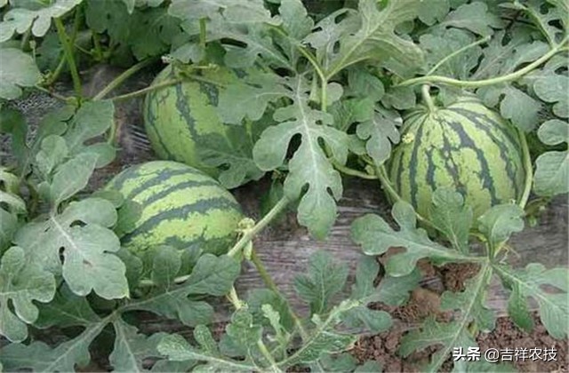 早春大棚西瓜种植管理技术,春季大棚西瓜种植技术完整版