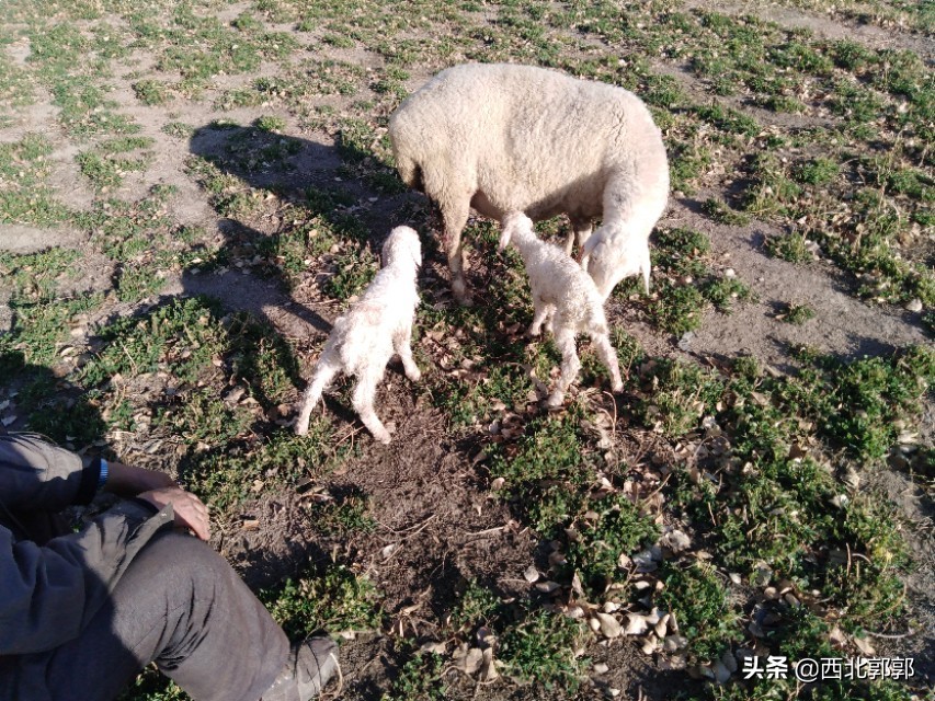 大母羊产羔后怎么给料,刚产羔母羊怎么管理