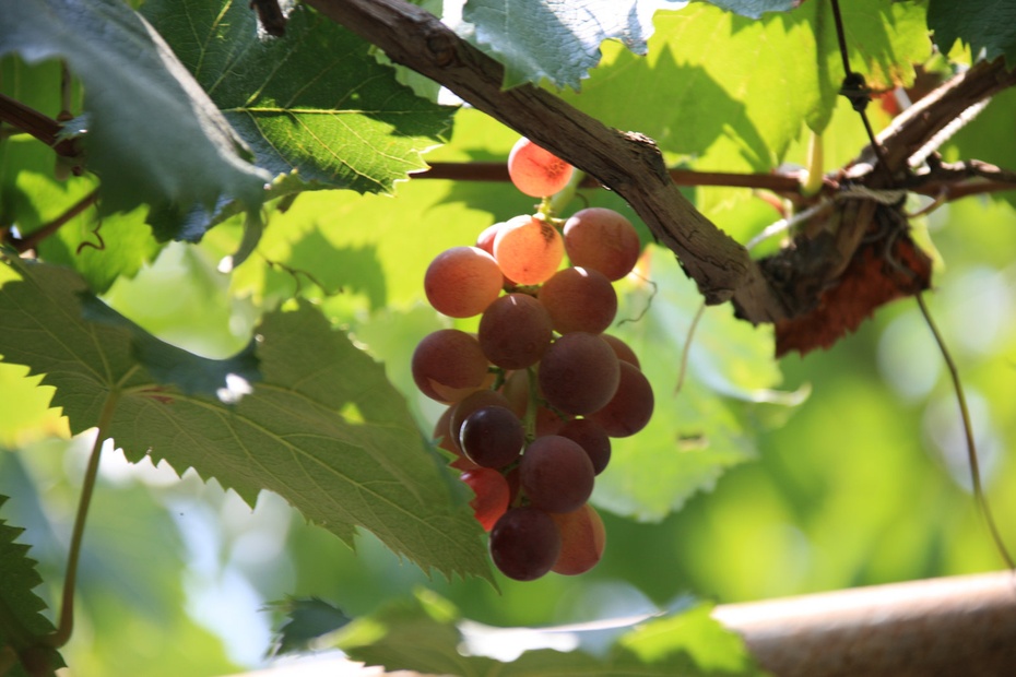 米亚罗-大美理礼县