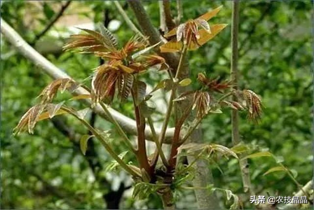 绿香椿红香椿哪个更适合阳台种植,巴山红香椿种植技术视频