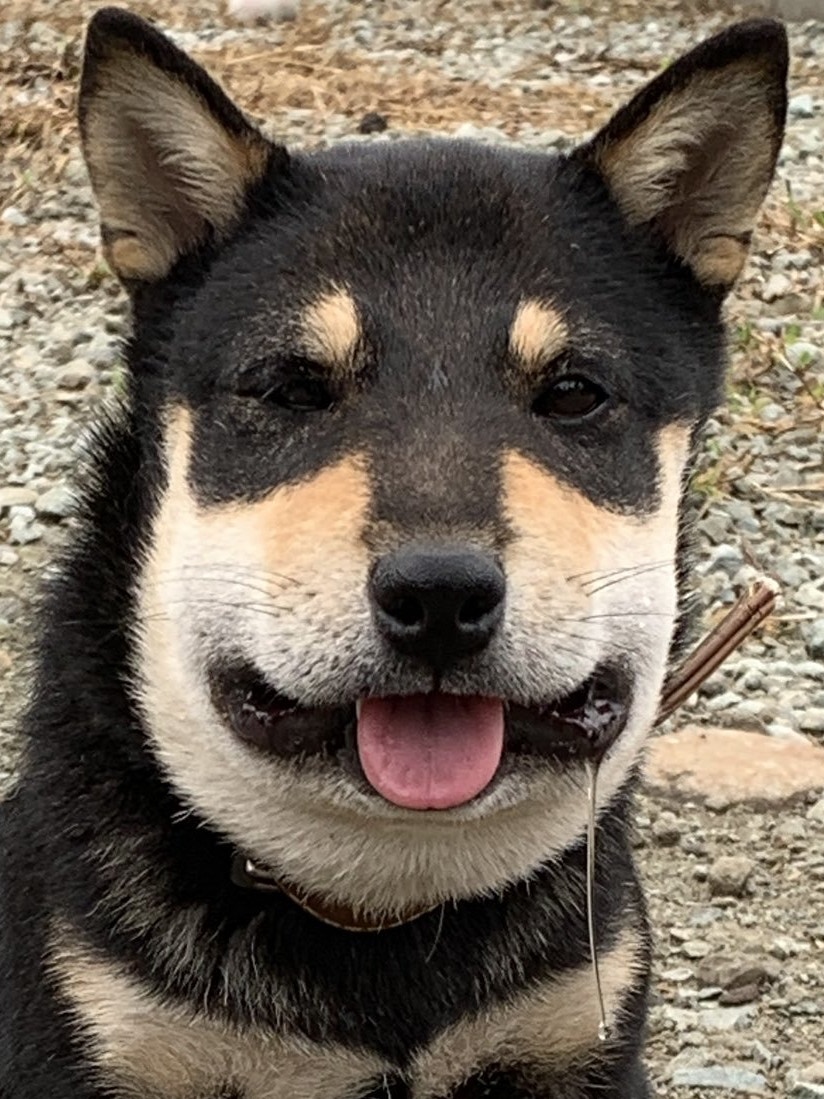 狗狗被蜜蜂蛰了怎么消肿止痒最快,狗狗的脸被蜜蜂蛰了怎么办