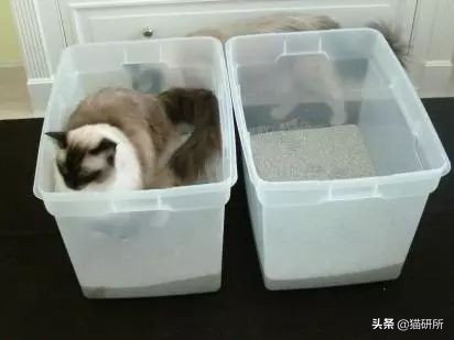 如何整治猫咪乱拉屎,怎么解决猫咪乱拉大小便