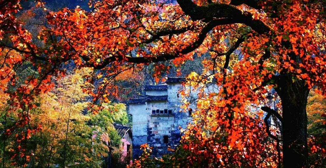 带着狗子旅行推荐,带着狗狗游新疆