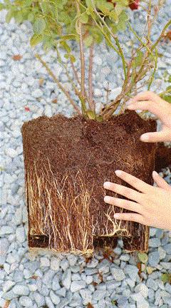 天狼说月季不长根,天狼说月季老苗修剪