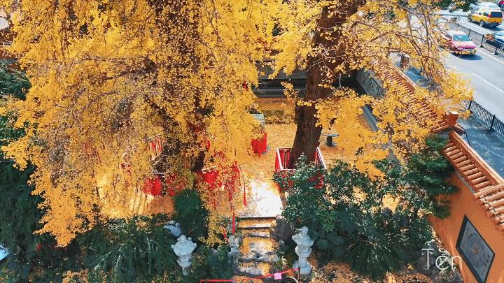 “秀木参天满目娆,落黄漫舞万千娇”二严寺600多年的雌雄古银杏,看了就移不开眼