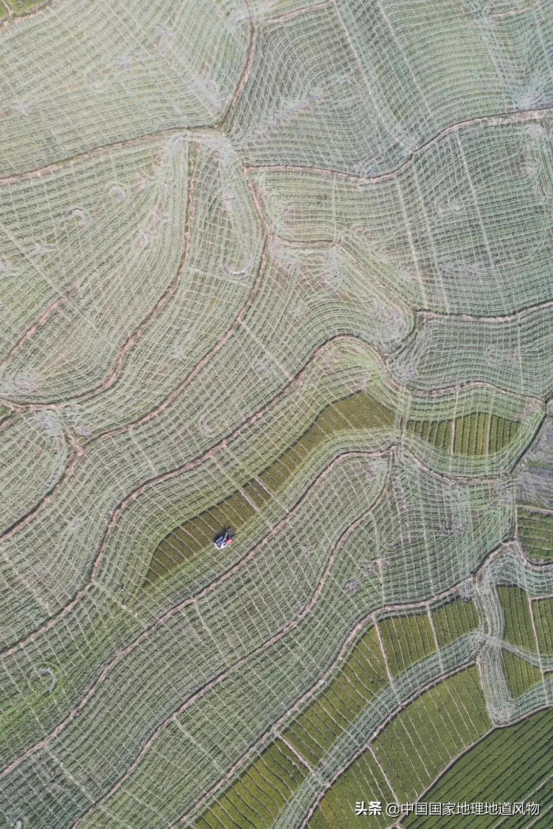 中国种水稻的省份地图,14亿大米图片