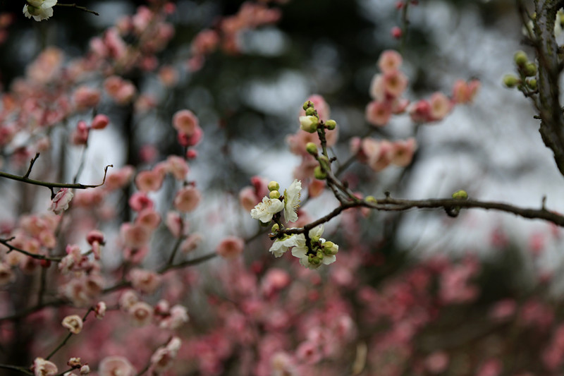 南京古林梅岭，二梅报春；盆景园梅花，婀娜多姿