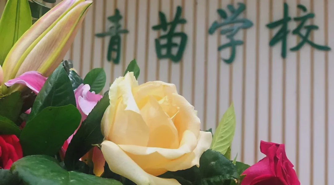 “温度”的师资,“韧度”的国际课程体系。青苗,你的不二之选