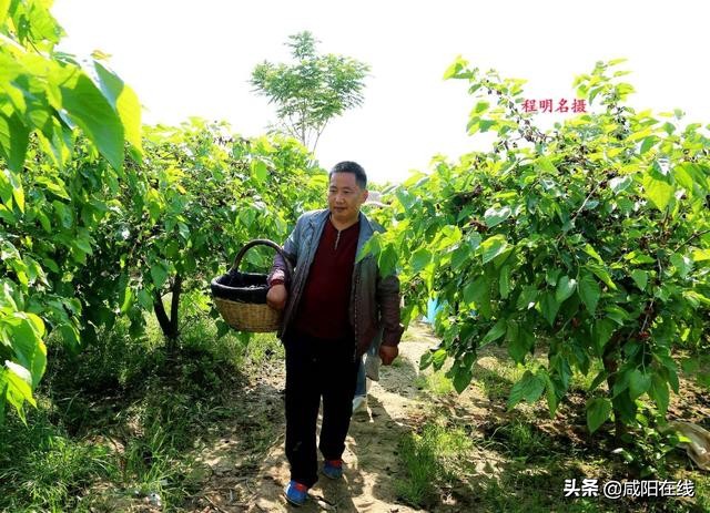 咸阳人:周末,到兴平摘桑葚走!