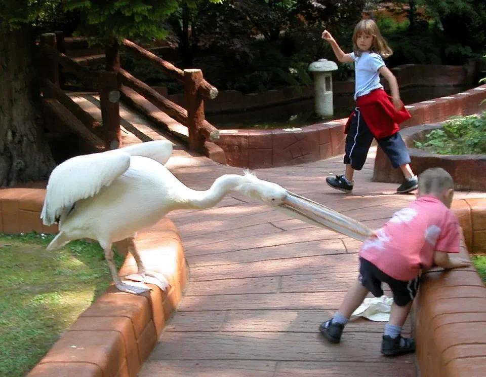 我们不知道的动物小常识,要警惕动物的奇怪行为