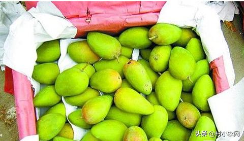 芒果采摘到成熟多少天,芒果怎样才能快速成熟