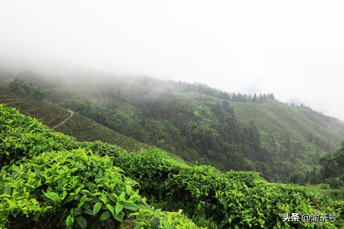 共谋茶产业的发展,茶产业发展简报