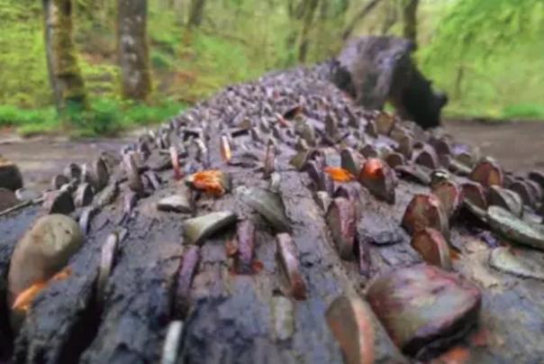 真实的摇钱树,现实版的摇钱树却无一人敢拿