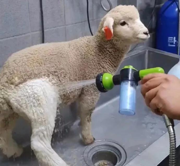 韩国代购回来不隔离吗,去韩国代购回来被海关罚款了