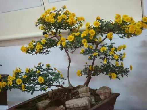 养花需要用到比较贵的东西,养花很贵自己养自己