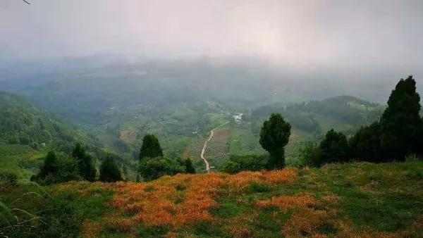 淮口好玩,金堂淮口枇杷