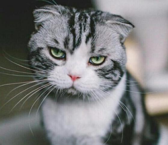 怎样预防猫的尿路结石,猫尿结石怎么治