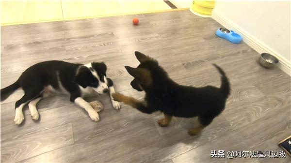 我可能对德牧有误解,有时它不过就是披着德牧皮囊的二哈