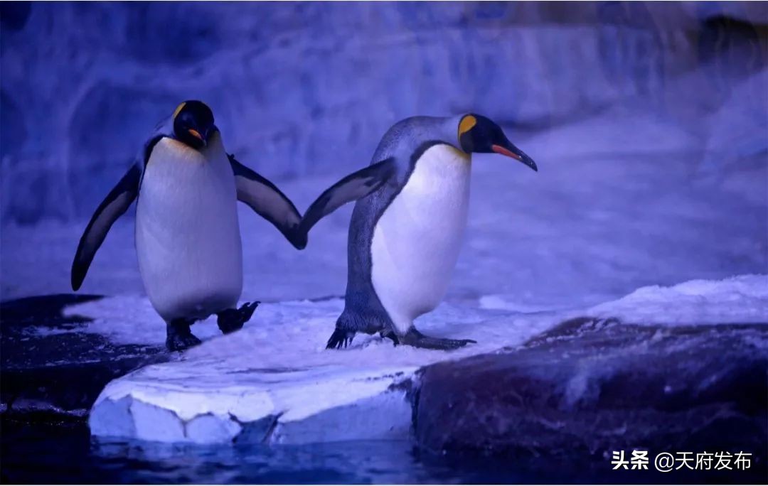 中秋假第2天!天府新区这些地方让你玩个够