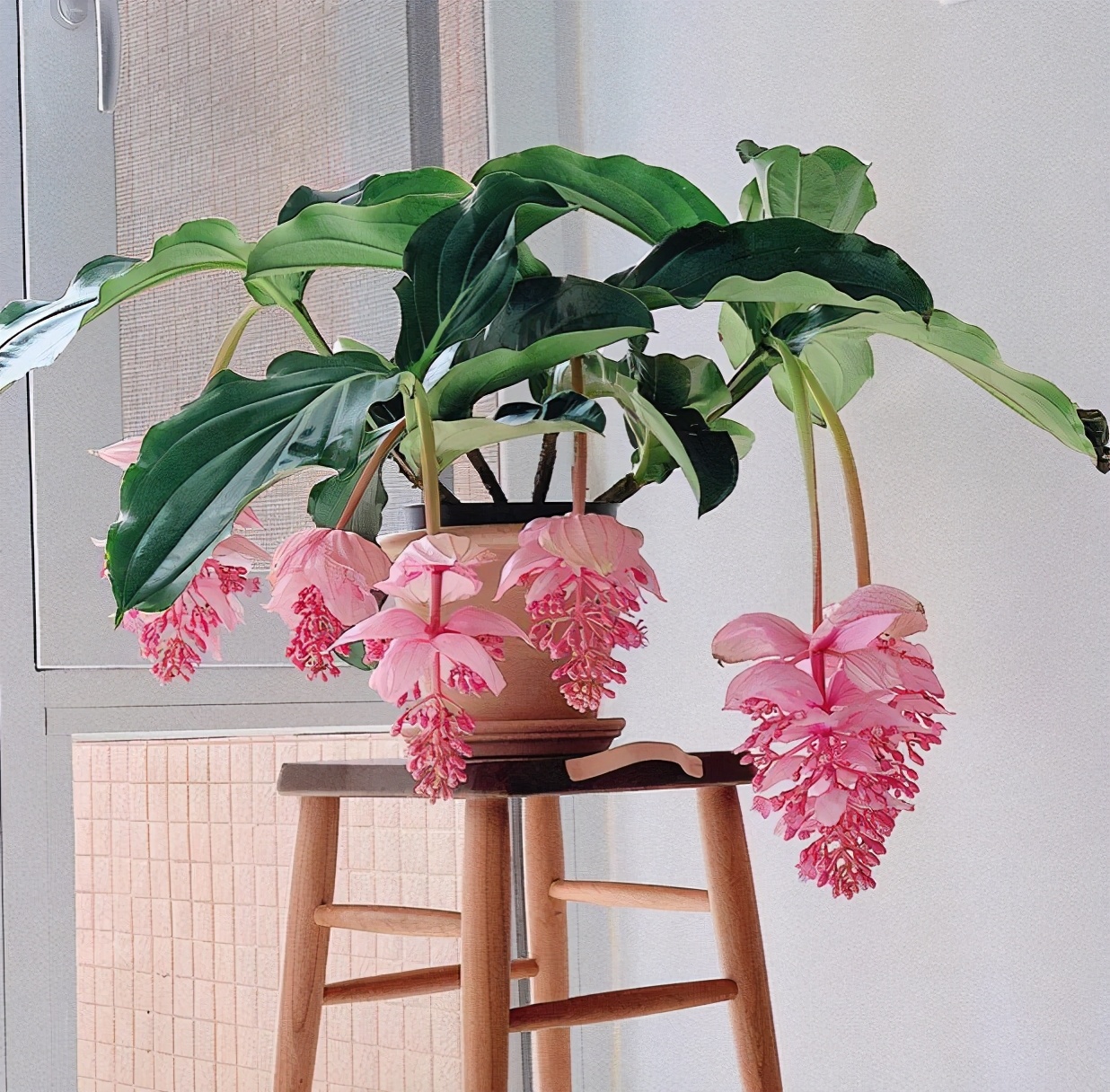 十种最骗人的花,5种坑人的花你知道有哪些