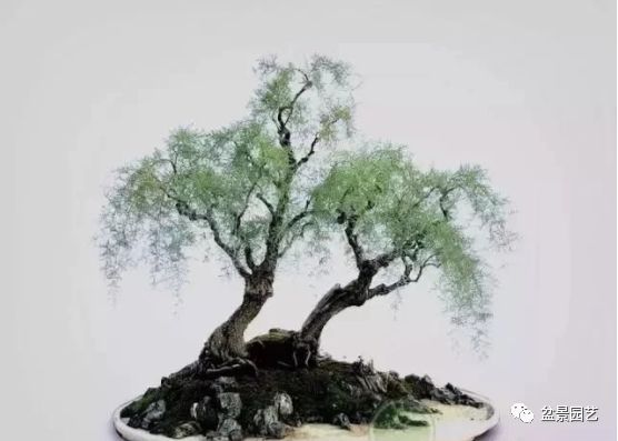 有哪些经典盆景树种,最值得收藏的六种盆景树种是哪些