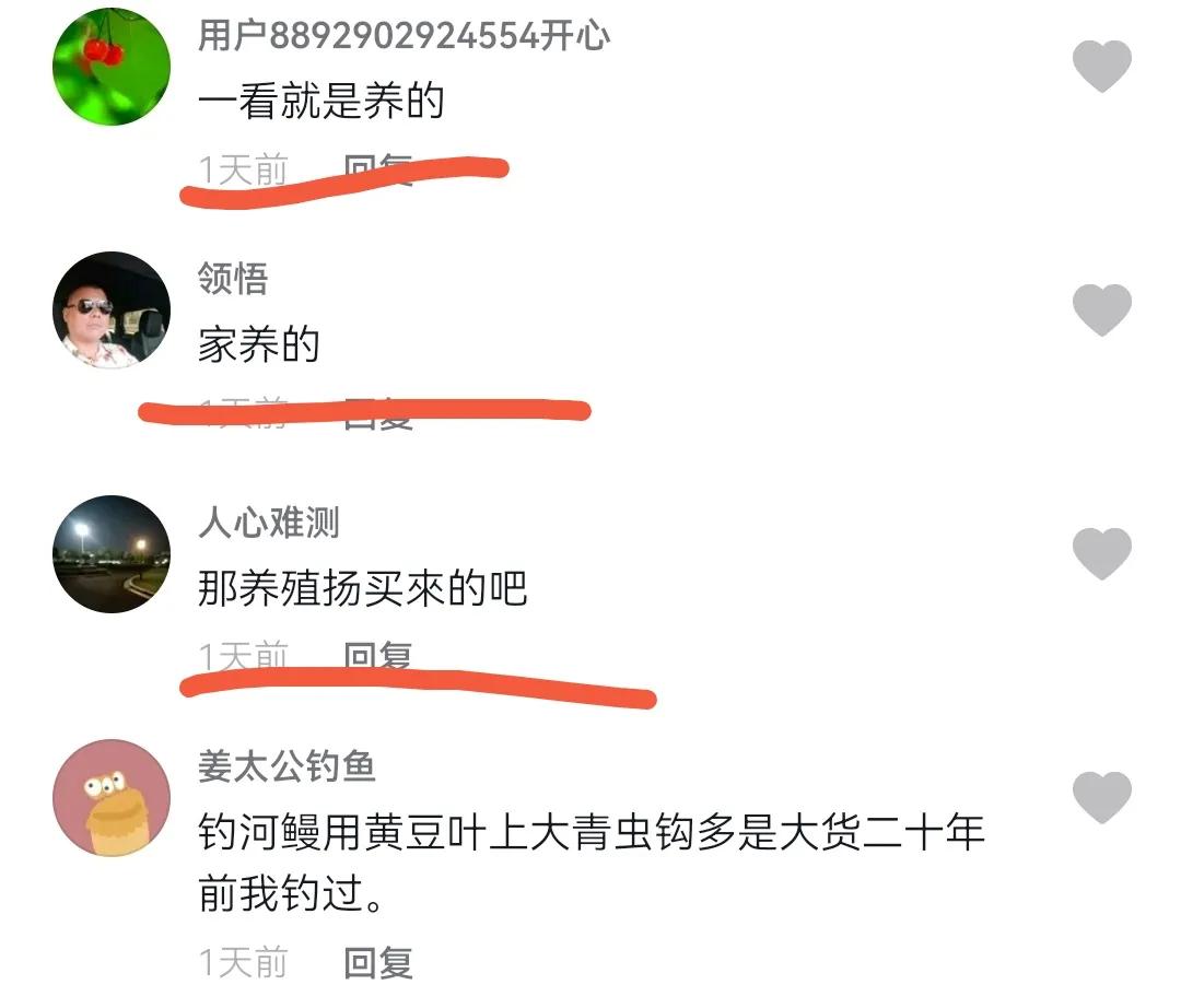 男子野夜钓钓出50斤巨鳝,揭秘捕黄鳝骗局